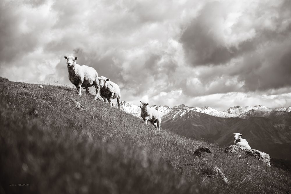 Wanaka Sheep II art print by Laura Marshall for $57.95 CAD