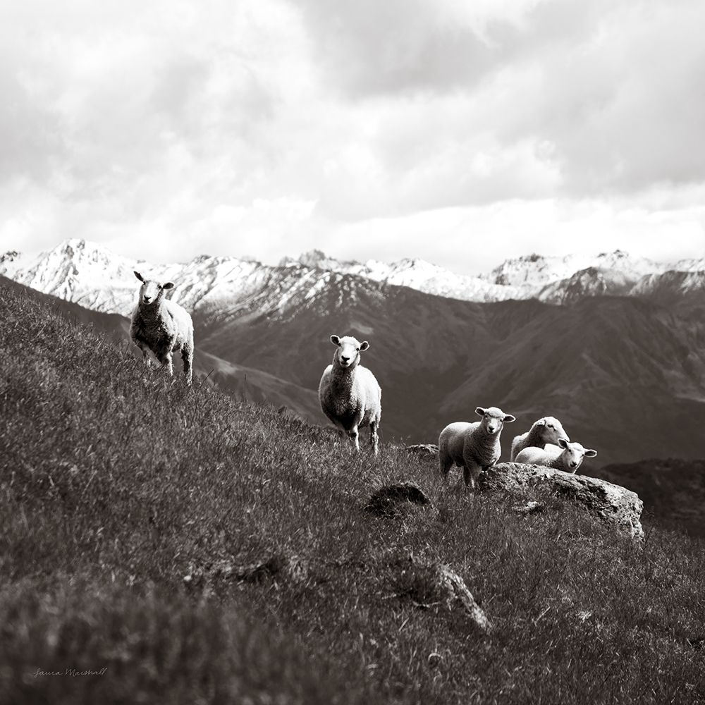 Wanaka Sheep III art print by Laura Marshall for $57.95 CAD