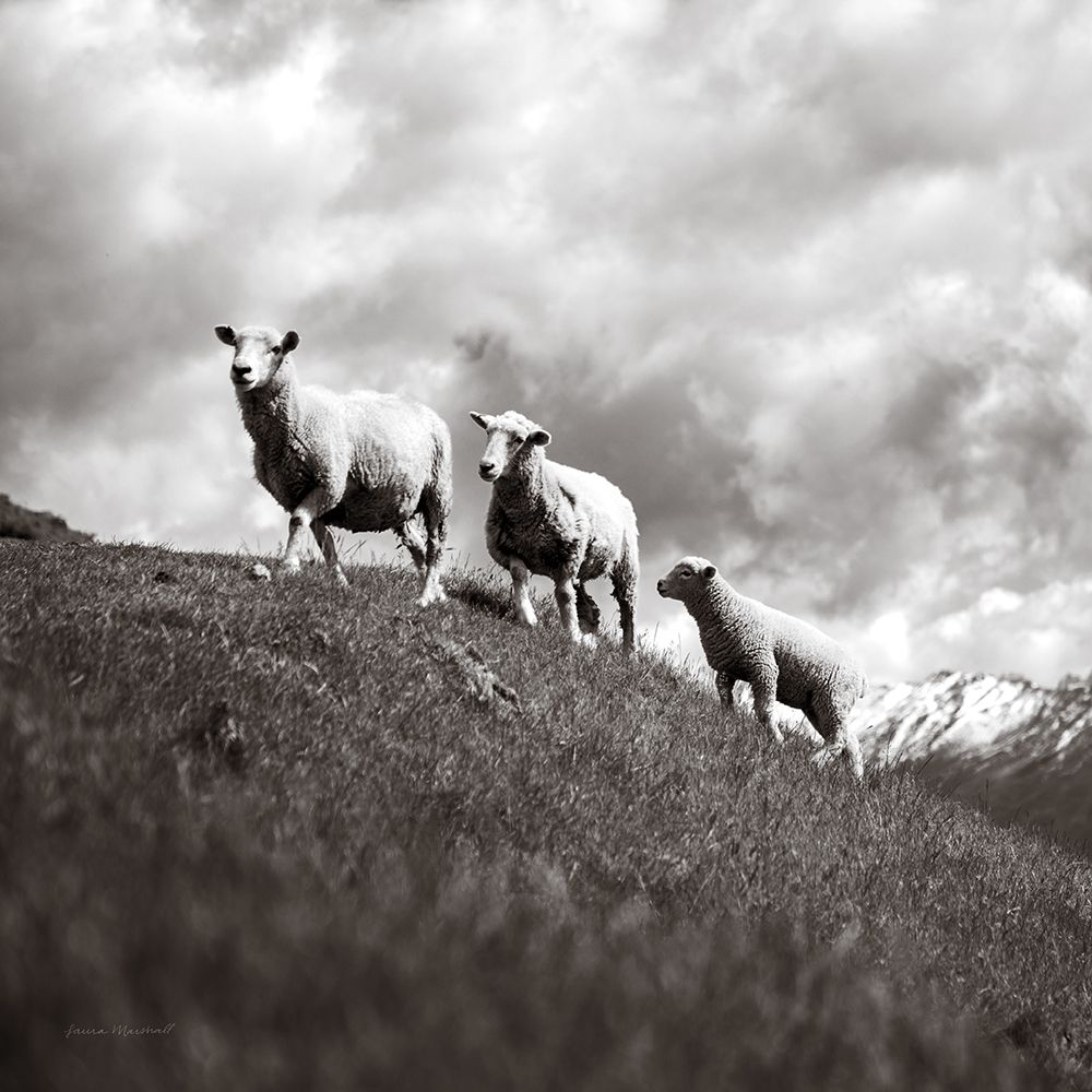 Wanaka Sheep IV art print by Laura Marshall for $57.95 CAD