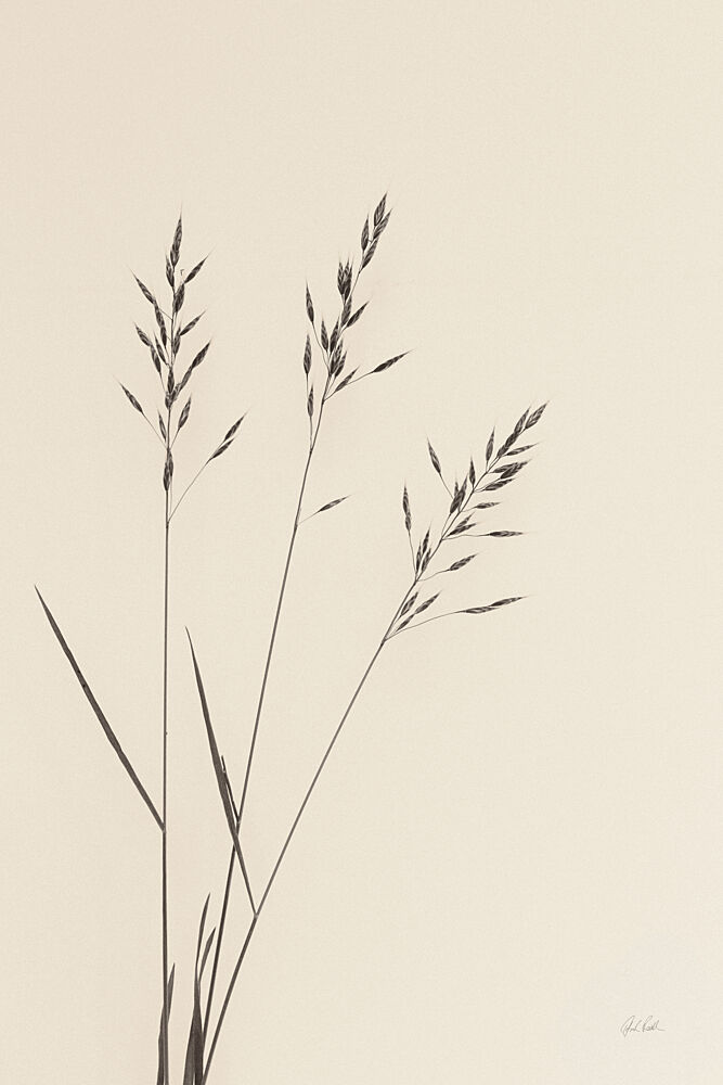 Wild Oats I art print by Deborah Revell for $57.95 CAD