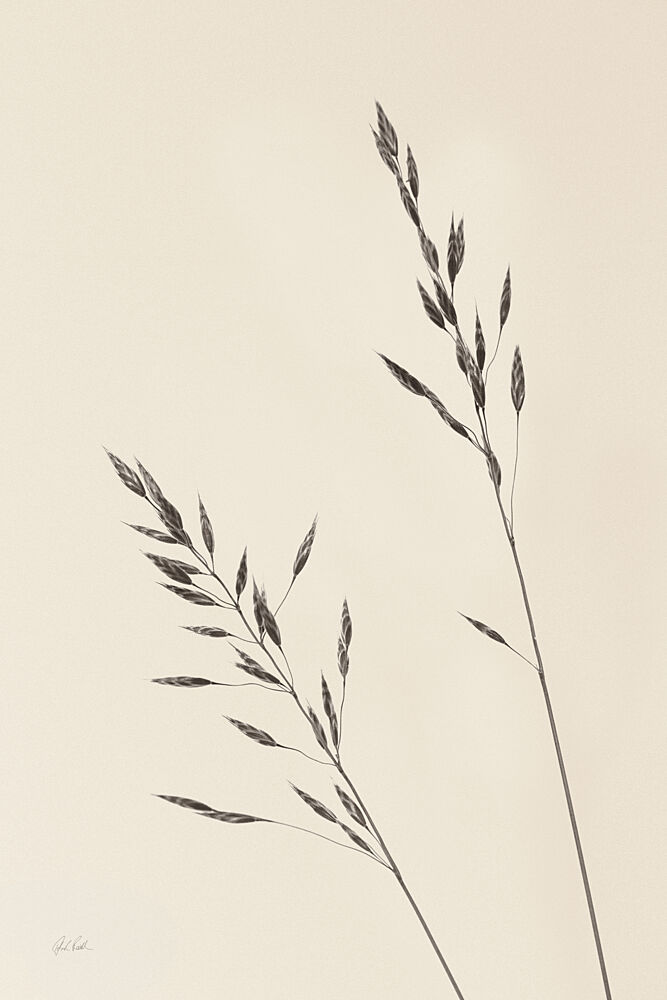Wild Oats II art print by Deborah Revell for $57.95 CAD