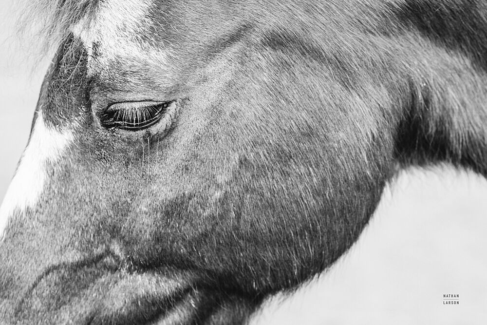 Gentle Equine Bw art print by Nathan Larson for $57.95 CAD