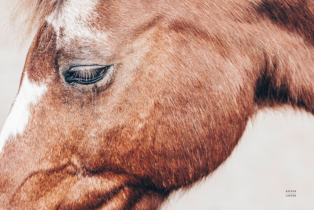 Gentle Equine art print by Nathan Larson for $57.95 CAD