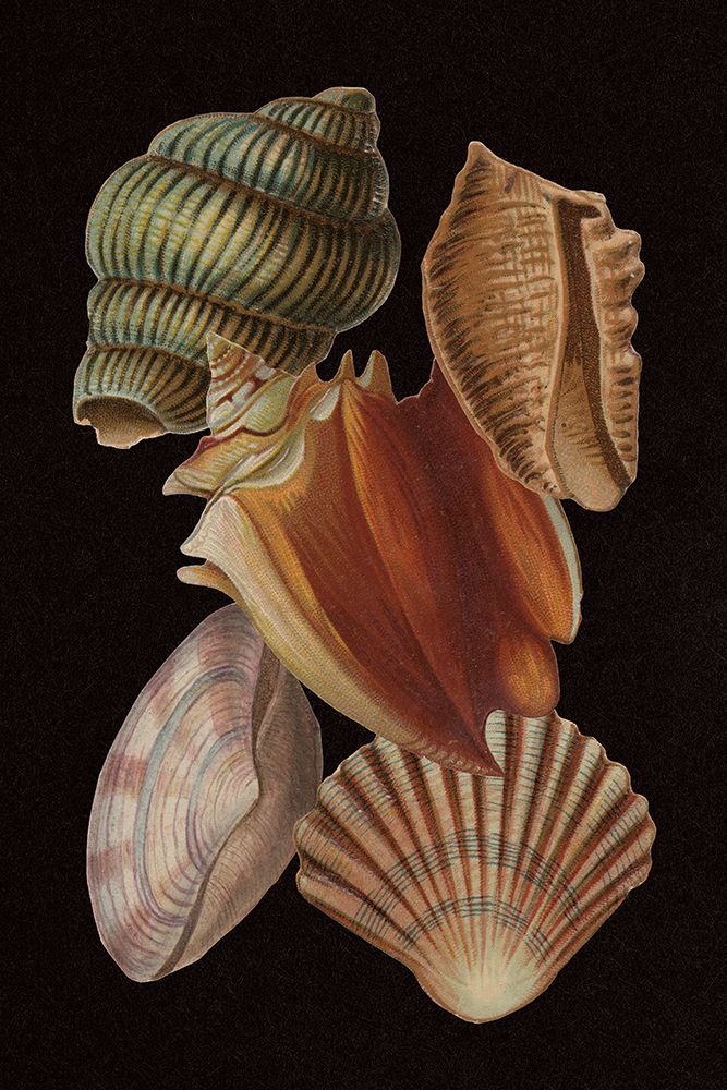 Vintage Shell Toss I art print by Wild Apple Portfolio for $57.95 CAD