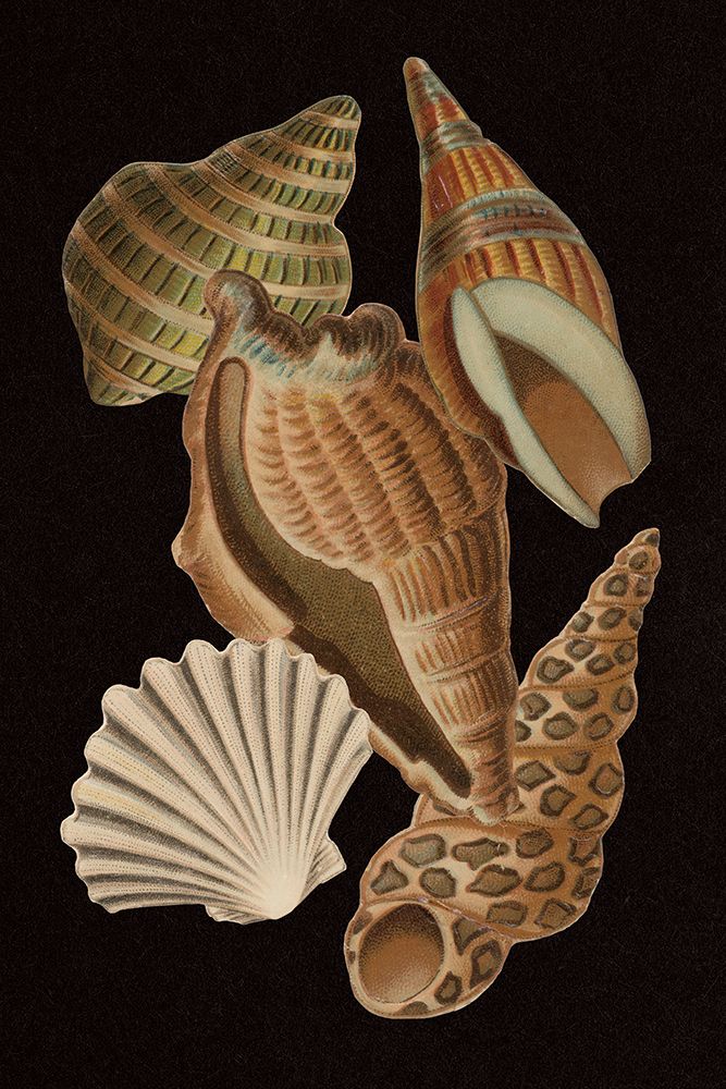 Vintage Shell Toss II art print by Wild Apple Portfolio for $57.95 CAD