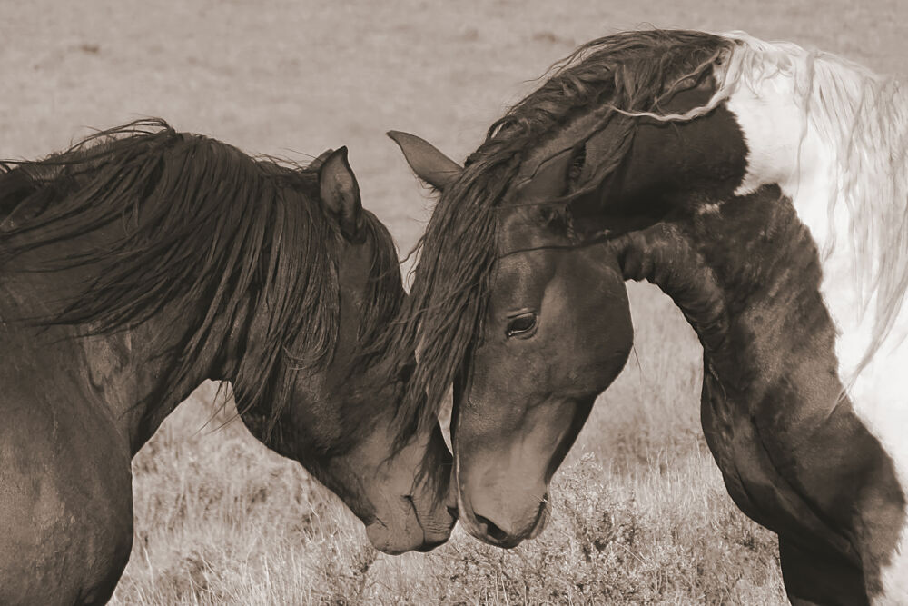 Love on the Plains art print by Wild Apple Portfolio for $57.95 CAD