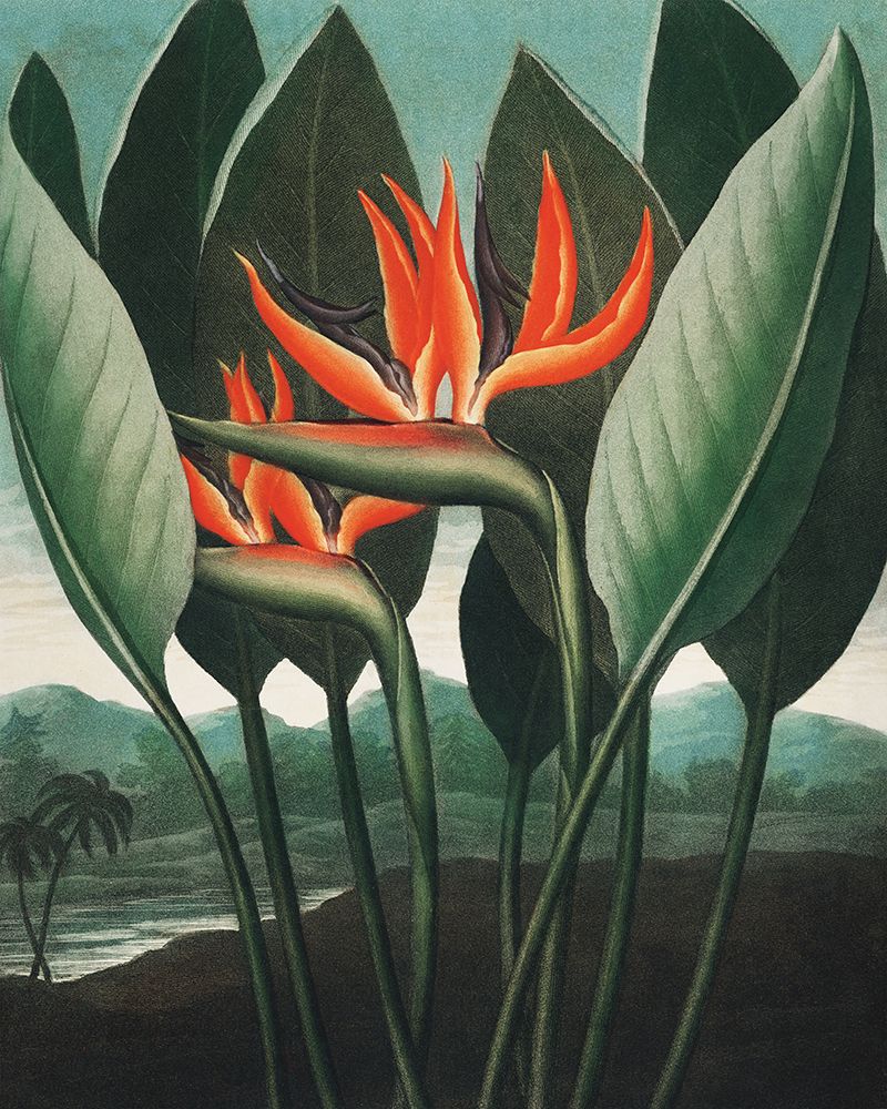 Temple of Flora art print by Wild Apple Portfolio for $57.95 CAD