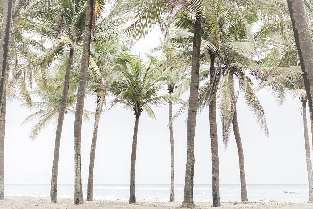 Beach Palms art print by Deborah Revell for $57.95 CAD