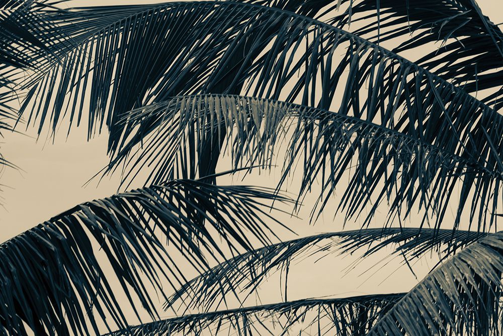 Tropical Palm III art print by Deborah Revell for $57.95 CAD