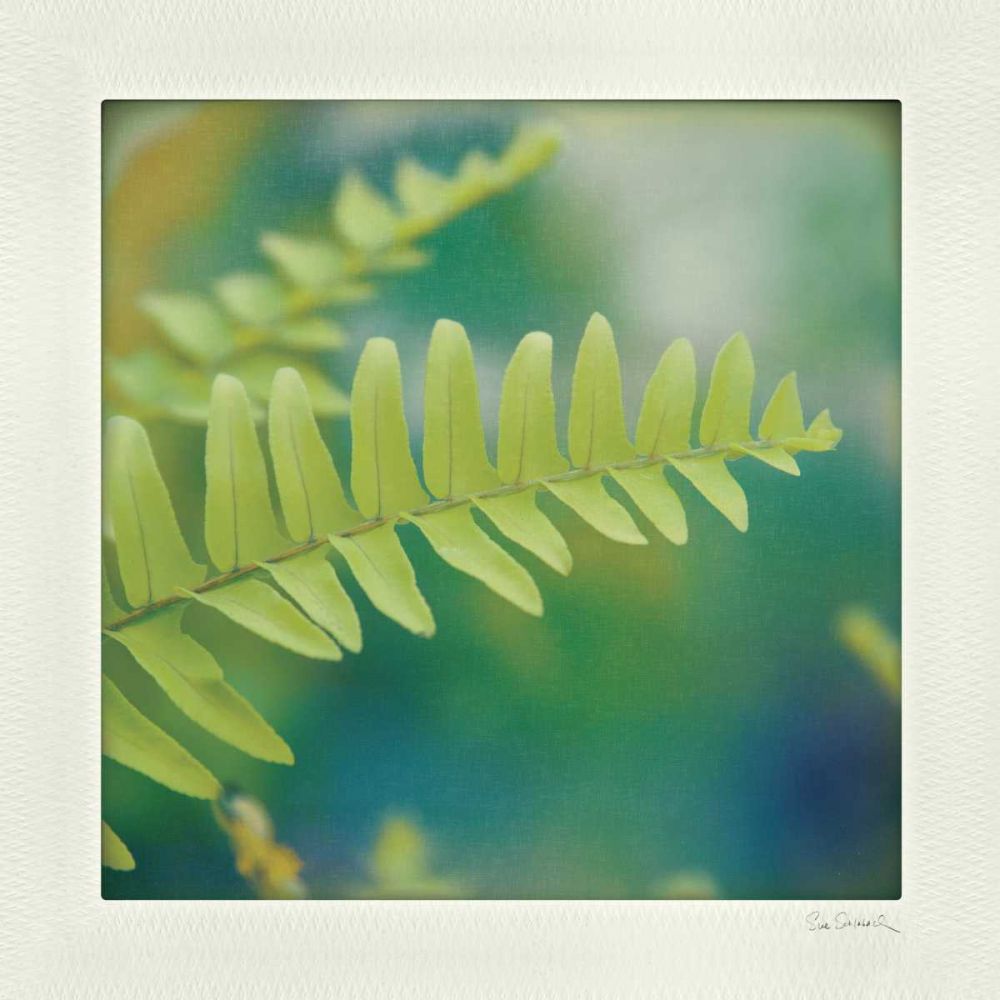 Natures Fern I art print by Sue Schlabach for $57.95 CAD