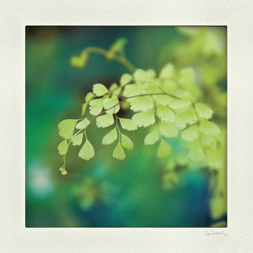 Natures Fern II art print by Sue Schlabach for $57.95 CAD