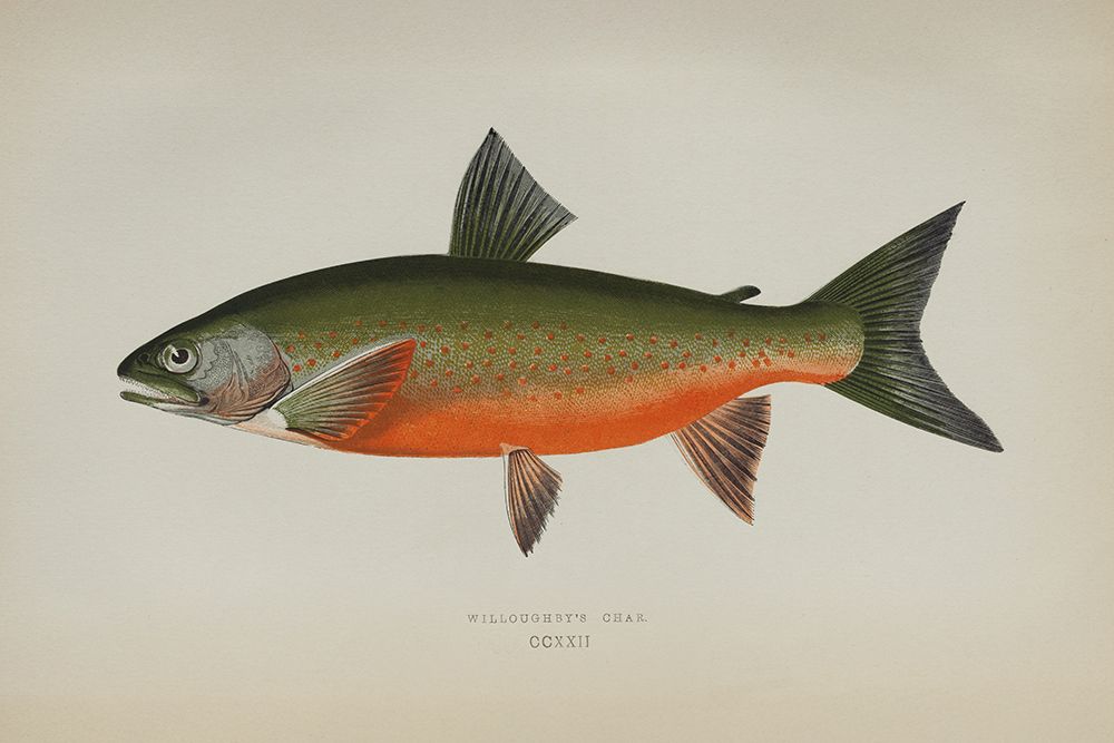 Willoughbys Char art print by Deborah Revell for $57.95 CAD