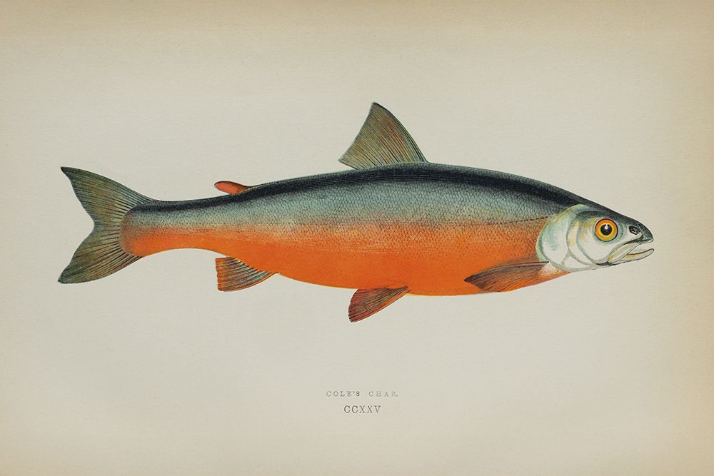 Coles Char art print by Deborah Revell for $57.95 CAD