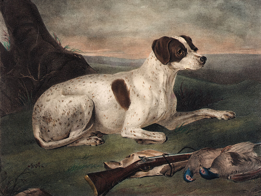 Juno the Hunting Dog art print by Wild Apple Portfolio for $57.95 CAD