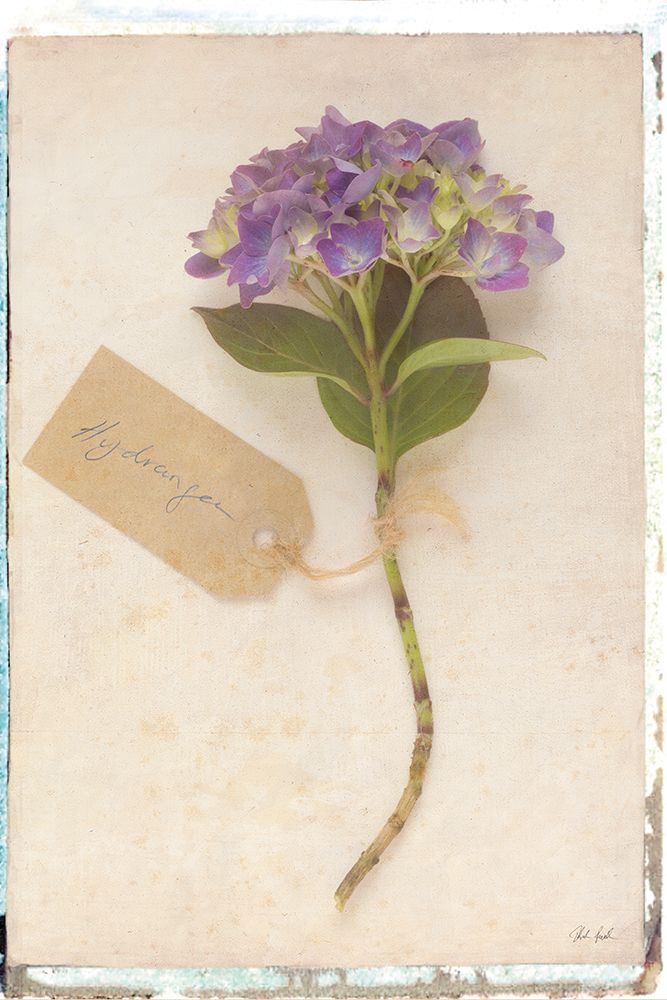Cottage Hydrangea art print by Deborah Revell for $57.95 CAD
