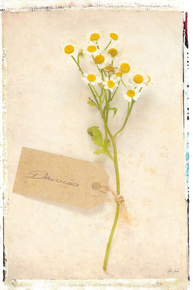 Cottage Daisies art print by Deborah Revell for $57.95 CAD