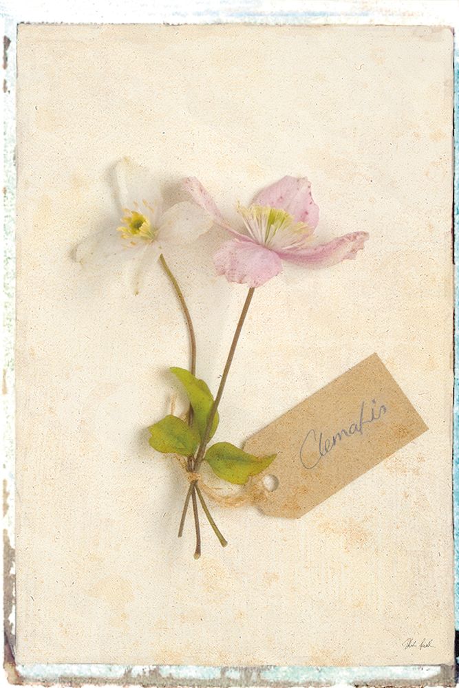 Cottage Clematis art print by Deborah Revell for $57.95 CAD