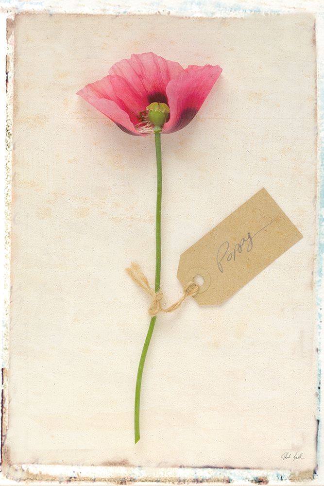 Cottage Poppy art print by Deborah Revell for $57.95 CAD