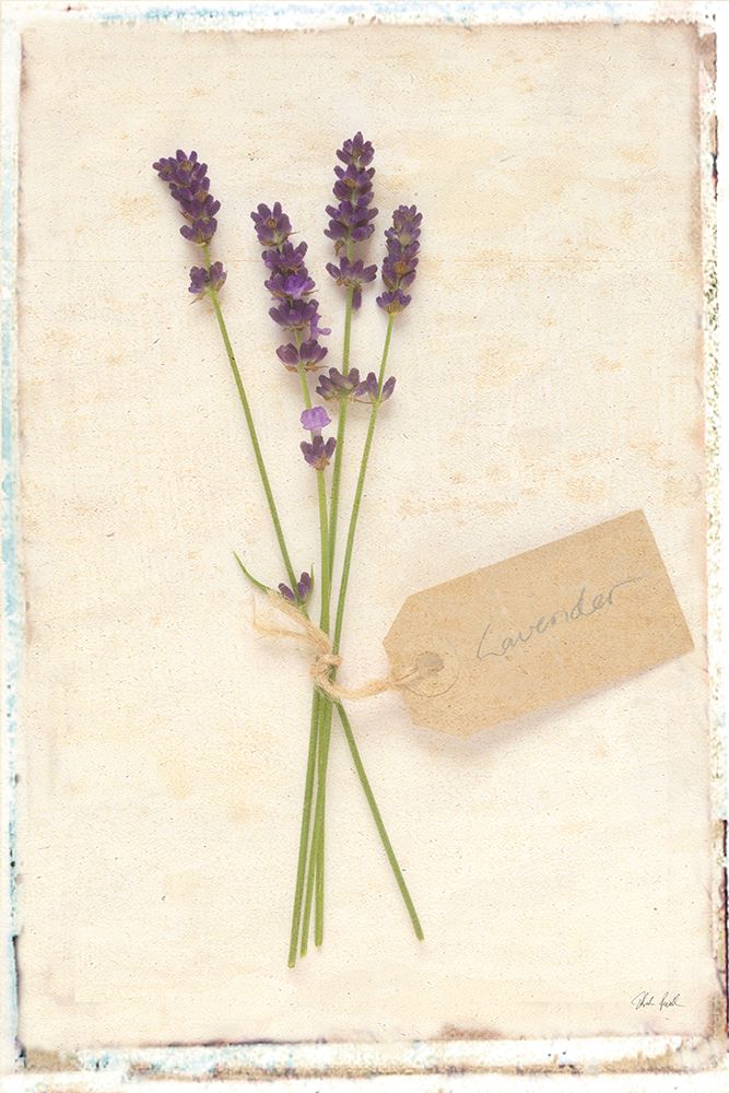 Cottage Lavender art print by Deborah Revell for $57.95 CAD