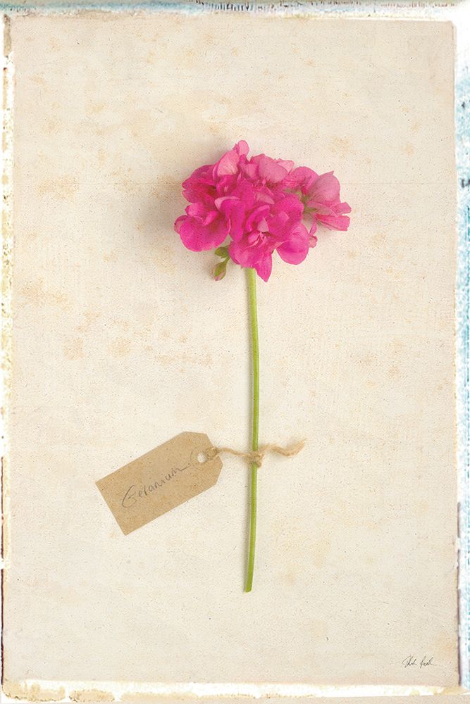 Cottage Geranium art print by Deborah Revell for $57.95 CAD
