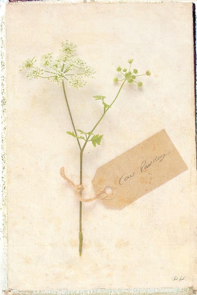 Cottage Cow Parsley art print by Deborah Revell for $57.95 CAD
