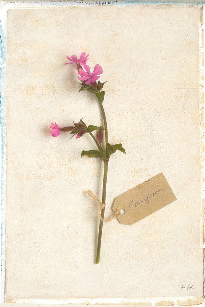 Cottage Campion art print by Deborah Revell for $57.95 CAD