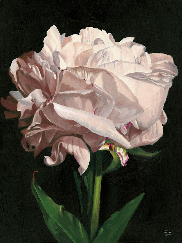 Peony art print by Crimson Cottage for $57.95 CAD