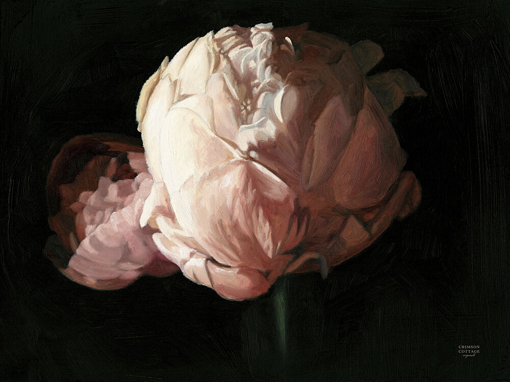 Peony in Bloom art print by Crimson Cottage for $57.95 CAD