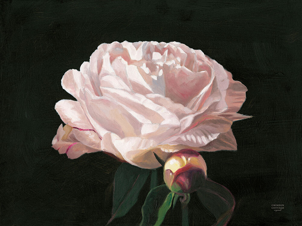 Peony Blossom art print by Crimson Cottage for $57.95 CAD