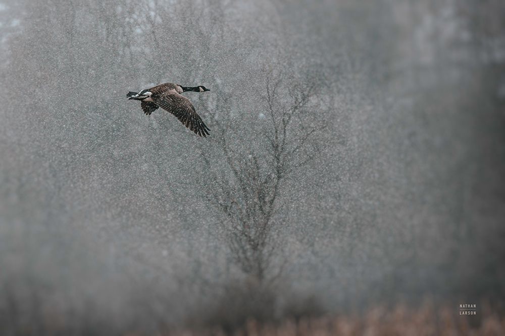 Snow Flight art print by Nathan Larson for $57.95 CAD