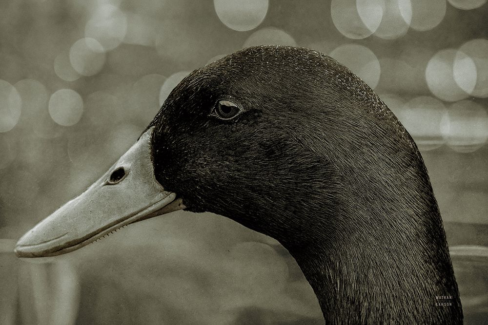Duck Left art print by Nathan Larson for $57.95 CAD