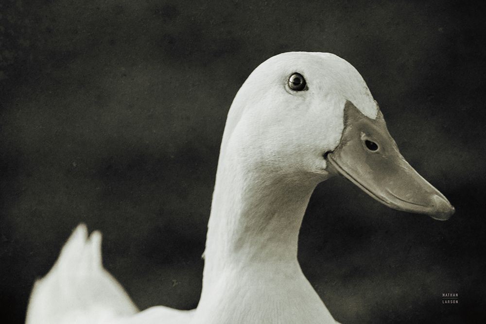 On the Pond art print by Nathan Larson for $57.95 CAD