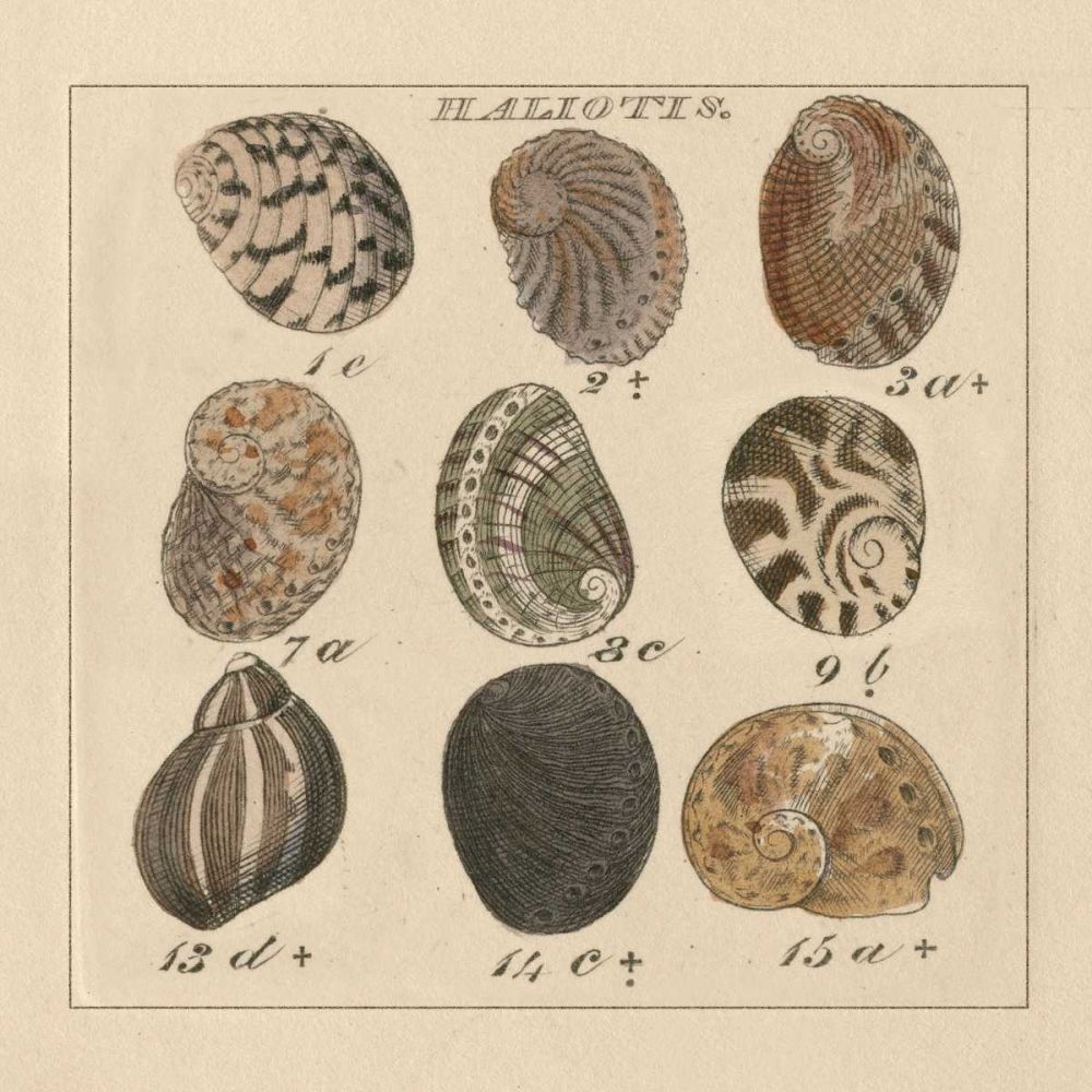 Haliotis art print by Wild Apple Portfolio for $57.95 CAD