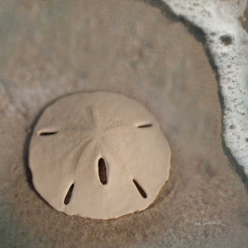 Sand Surf Sand Dollar art print by Sue Schlabach for $57.95 CAD