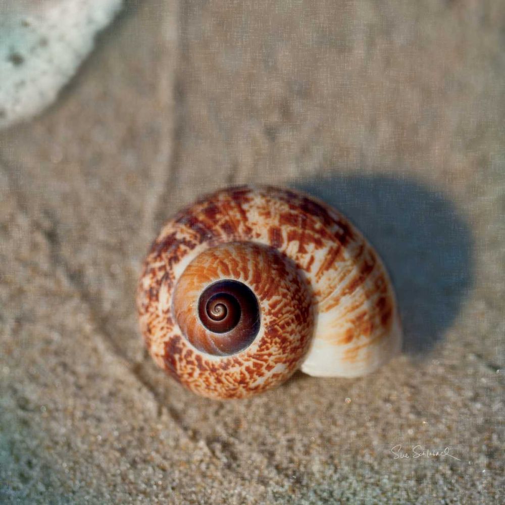 Sand Surf Shell art print by Sue Schlabach for $57.95 CAD