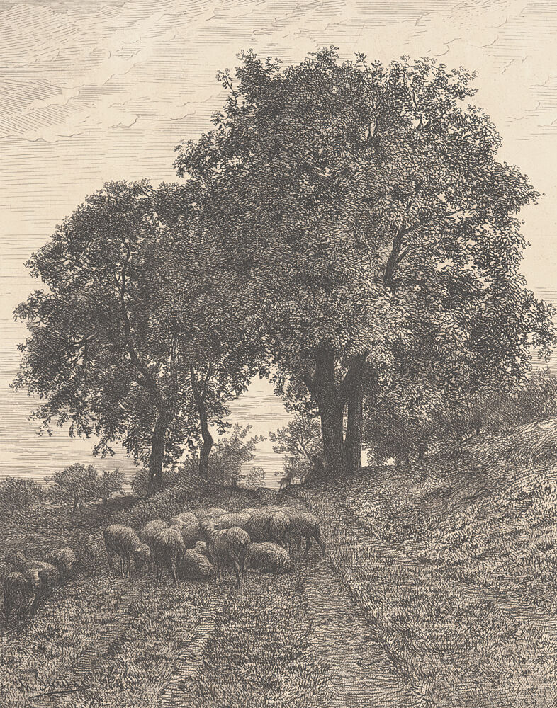 Sheep in the Shade art print by Wild Apple Portfolio for $57.95 CAD