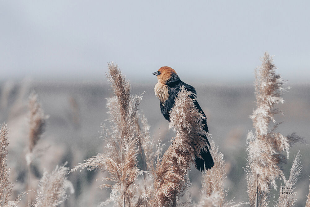 Yellow Headed Blackbird art print by Nathan Larson for $57.95 CAD