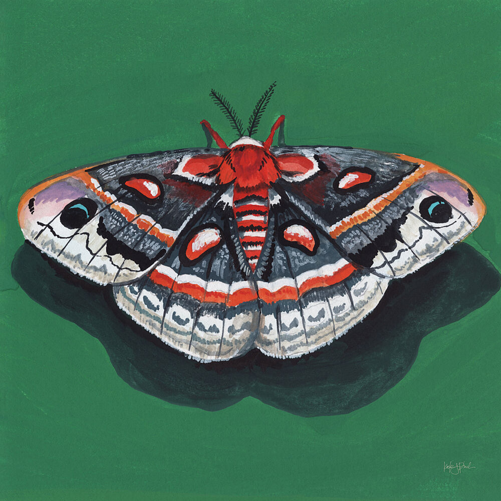 Cecropia Moth art print by Kate Jarvik Birch for $57.95 CAD