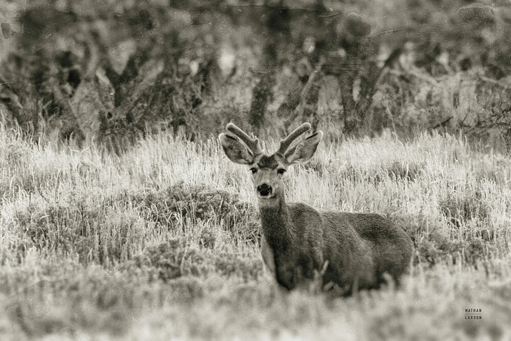 Early Summer Buck art print by Nathan Larson for $57.95 CAD