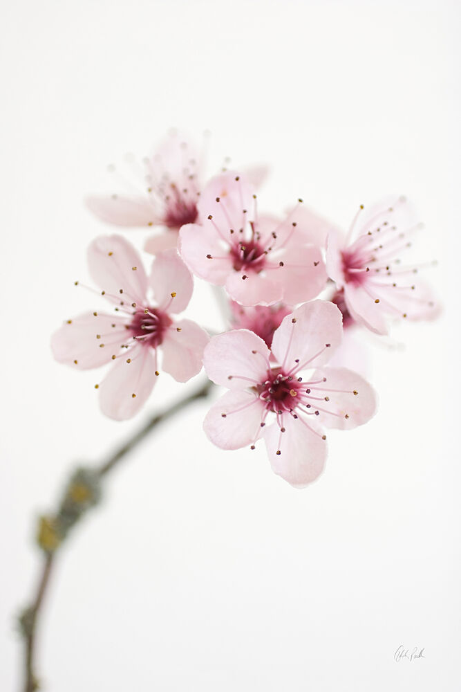 Cherry Blossom art print by Deborah Revell for $57.95 CAD