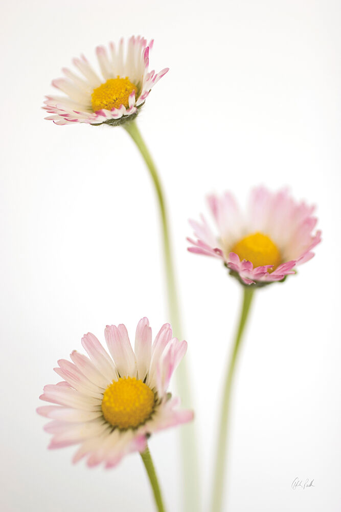 Dasies art print by Deborah Revell for $57.95 CAD