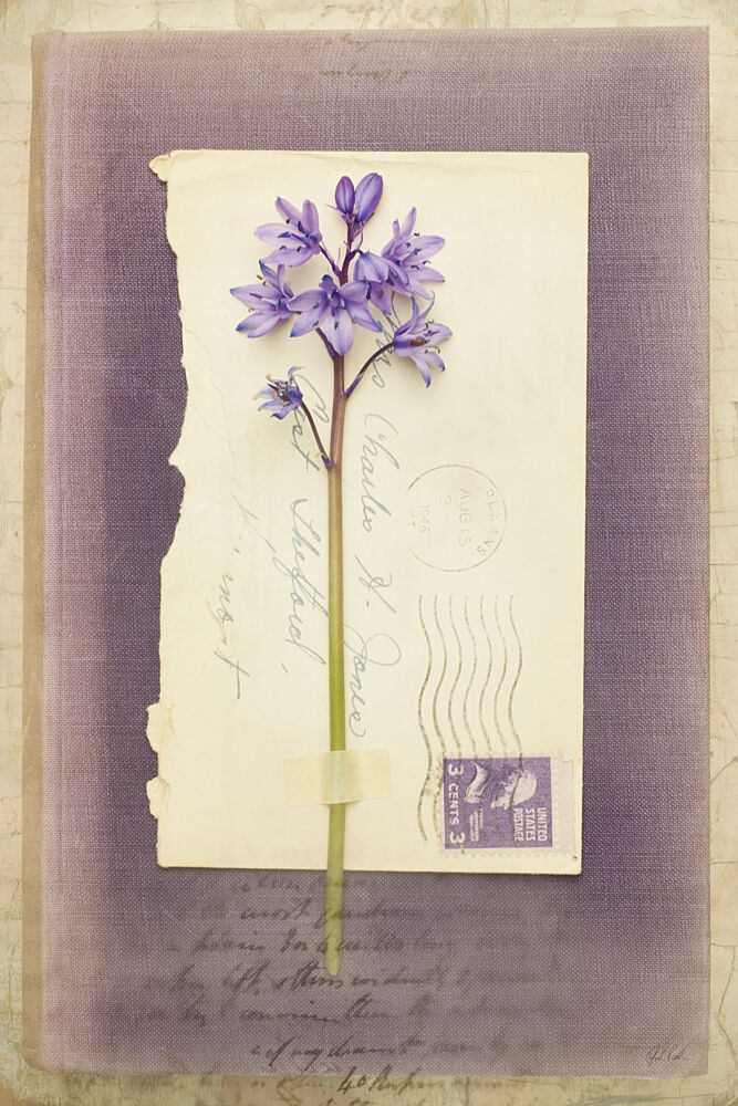 Poets Garden VI art print by Deborah Revell for $57.95 CAD