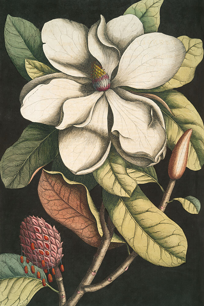 Magnificent Magnolia art print by Wild Apple Portfolio for $57.95 CAD