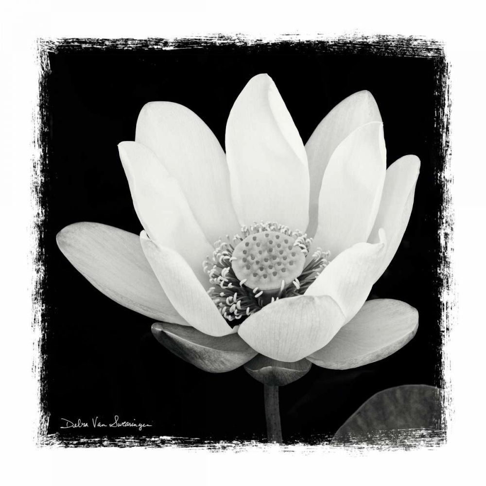 Lotus Flower I art print by Debra Van Swearingen for $57.95 CAD