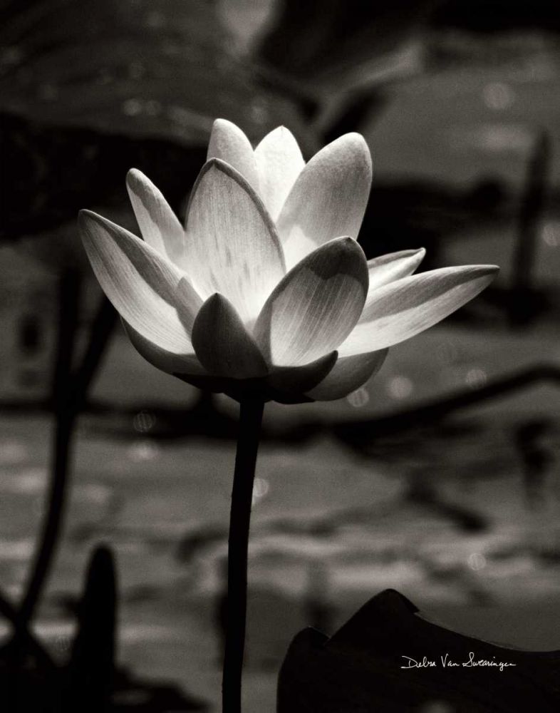 Lotus Flower VII art print by Debra Van Swearingen for $57.95 CAD