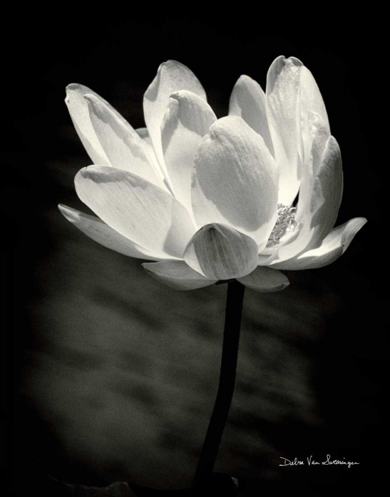 Lotus Flower X art print by Debra Van Swearingen for $57.95 CAD