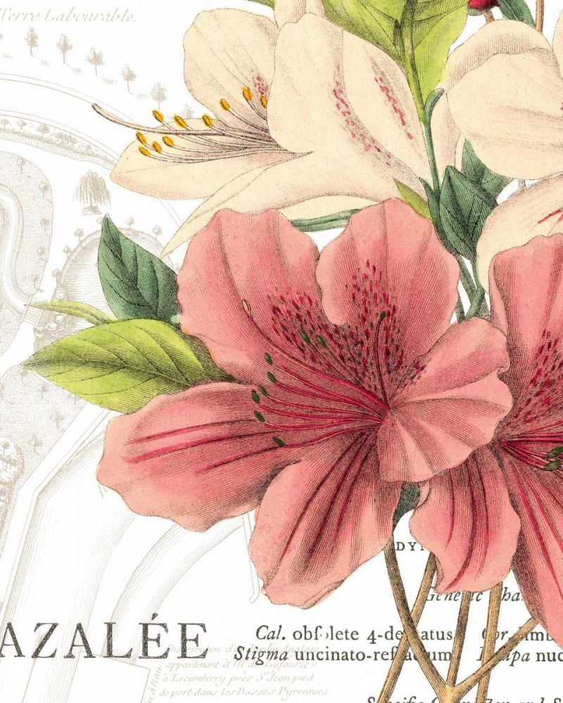 Azalee Jardin I art print by Wild Apple Portfolio for $57.95 CAD