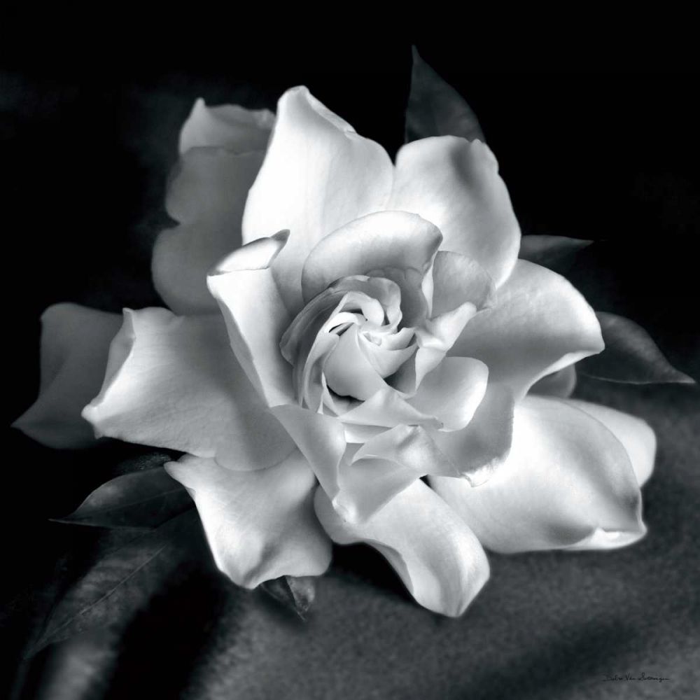 Gardenia art print by Debra Van Swearingen for $57.95 CAD