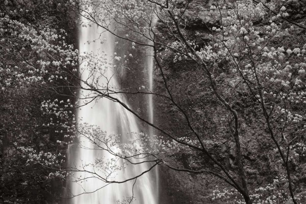 Double Falls II art print by Lisa Audit for $57.95 CAD