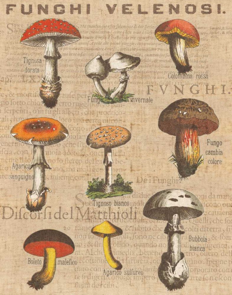 Funghi Velenosi I art print by Wild Apple Portfolio for $57.95 CAD